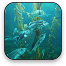 Aquarium Live Wallpaper APK