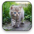 Niedlich Hintergrundbilder APK