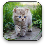 かわいいアニメ壁紙