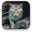 Katze Hintergrundbilder APK