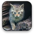 Cat icon