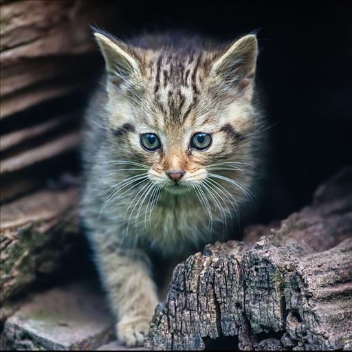 Katze Hintergrundbilder Fur Android Apk Herunterladen