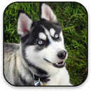 Dog Live Wallpaper APK
