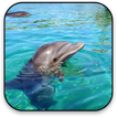 Dolphin Live Wallpaper