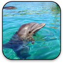 Dolphin Live Wallpaper APK