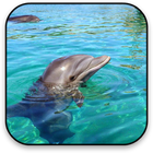 Dolphin icône