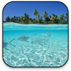 Fishes Live Wallpaper APK