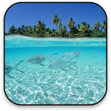 魚のアニメーション壁紙