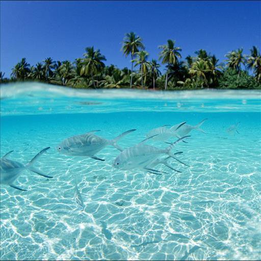 Pesci Sfondi Animati For Android Apk Download