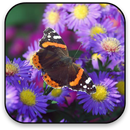 Flowers Live Wallpaper APK