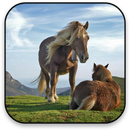 Horse Live Wallpaper APK
