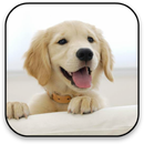 Puppy Live Wallpaper APK
