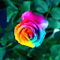 Rose Live Wallpaper