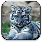 Tiger icon