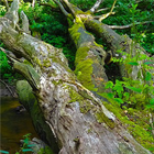 Nature Sound Central icon