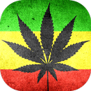 Strains of Weed APK