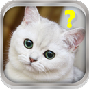 Кот советчик симулятор APK