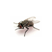The Fly APK