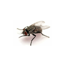 The Fly APK
