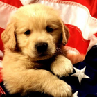 BACKGROUND: Pets - Puppies icône