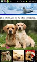 Poster BACKGROUND: Pets - Puppies