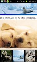 BACKGROUND: Pets - Puppies 스크린샷 1