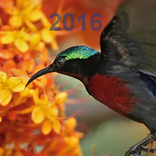 Birds of Singapore 2016