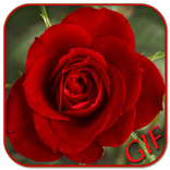 GIF Rose Collection
