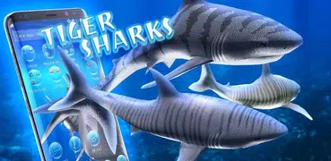 3D tiger sharks theme