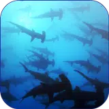 Shark 3D Video Live Wallpaper