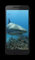 Wallaper Direct De Requin Affiche