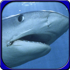 SHARKS LIVE WALLPAPER icon
