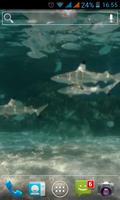 SHARKS LIVE WALLPAPER Cartaz