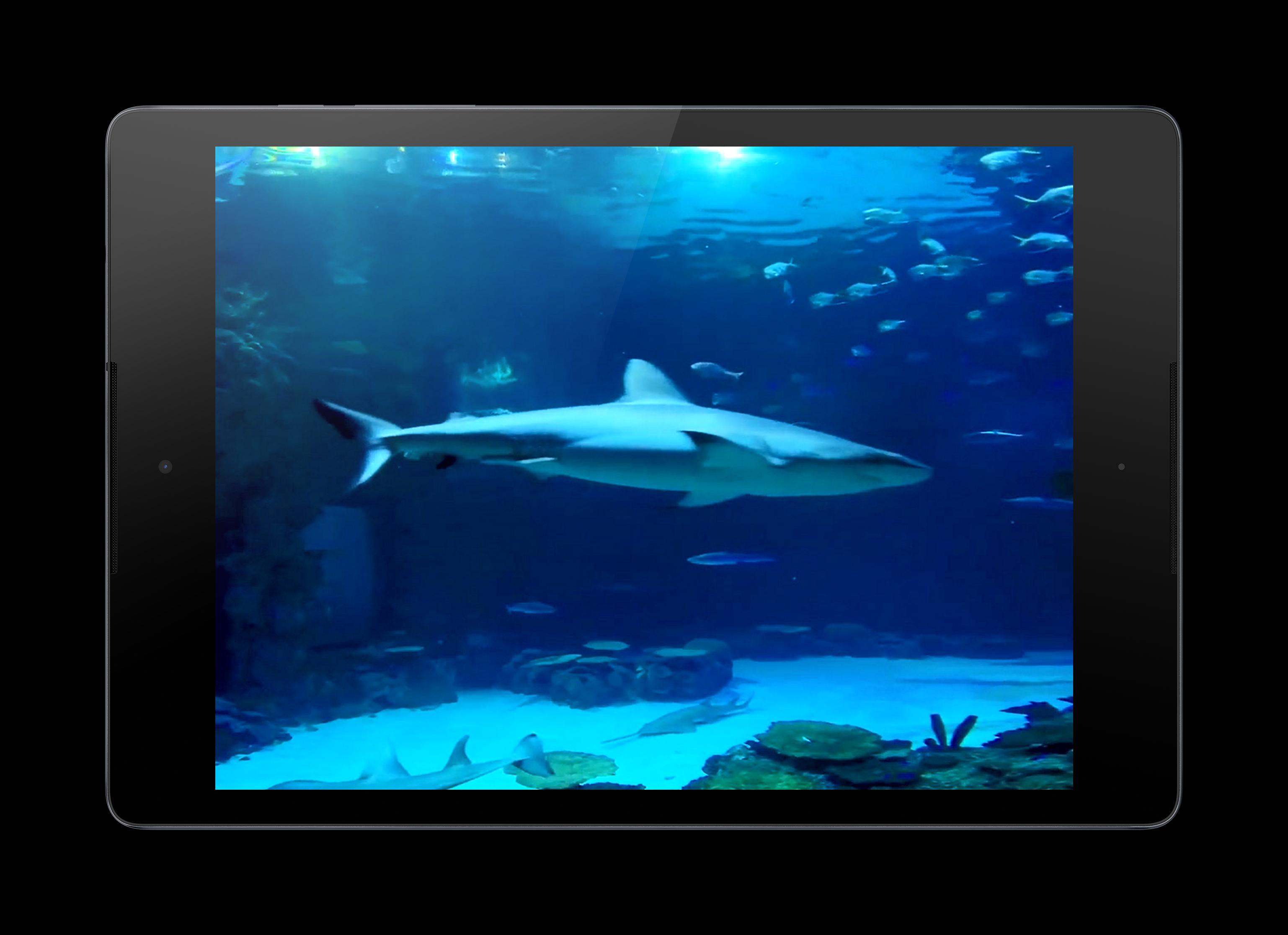 Android 用の サメ動画のhdの壁紙 Apk をダウンロード