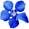 APK Gentian - Encrypted SMS