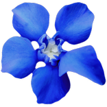 Gentian - Encrypted SMS