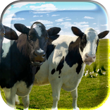 Singing and Dancing Cow LiveWP