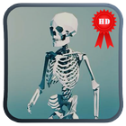 Skeleton Walk Cycle LWP icône