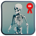 Skeleton Walk Cycle LWP ikona