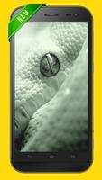 Poster Wallpaper Slytherin
