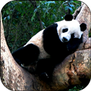 Dormir Panda Video Wallpaper APK
