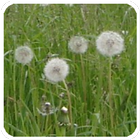 Pollen (de) icon