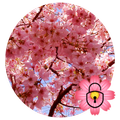 Romantic sakura lock theme