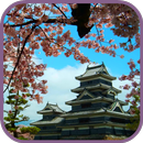 APK Spring Sakura Blossom Video Wa
