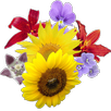 Imagegram APK
