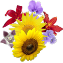 Imagegram APK