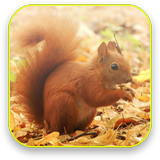 Little Squirrel 3D Wallpaper আইকন