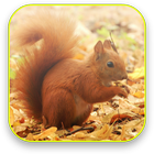Little Squirrel 3D Wallpaper ikona