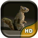 3D Squirrel Live Wallpaper APK