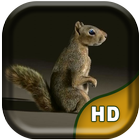 3D Squirrel Live Wallpaper ícone